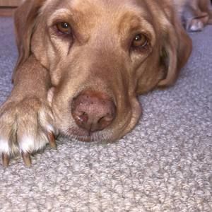 Meet your Posher, Ella